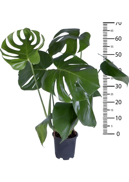 Deve Tabanı - Monstera Deliciosa - Bitki Boyu 65-70 cm