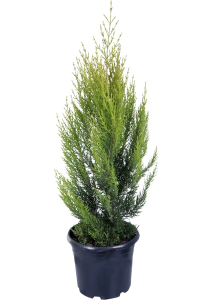 Limon Çamı - Limoni Servi (Cupressus Macrocarpa) (70-80 Cm)