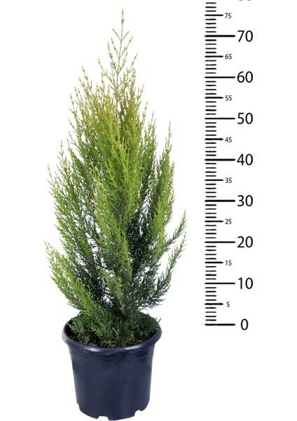 Limon Çamı - Limoni Servi (Cupressus Macrocarpa) (70-80 Cm)
