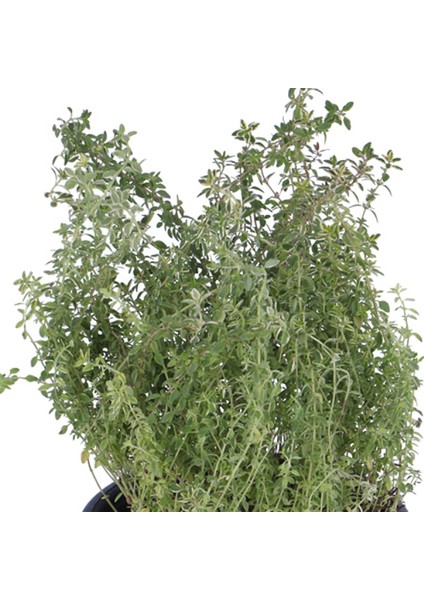 Limoni Kekik Fidanı Saksı'da -Limon Kokulu Kekik - Thymus Citriodorus Limone