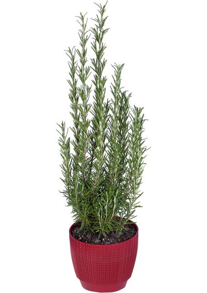 Biberiye – Kuşdili Saksı'da (Rosmarinus Officinalis)
