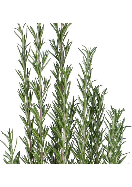 Biberiye – Kuşdili Saksı'da (Rosmarinus Officinalis) modelleri