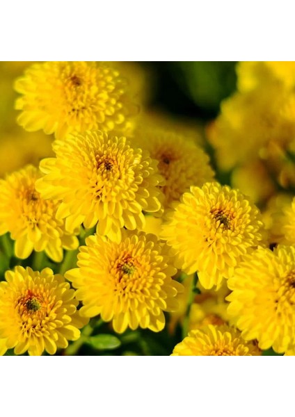 Hobi ve Bahçe Kasımpatı Saksı’da (Chrysanthemum) Sarı Renk