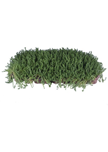 Sedum Acre - Yer Örtücü Sedum - Hediyelik Sedum 45'li Viyol'de