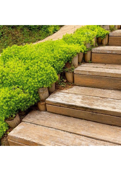 Sedum Angelina - Sarı Sedum - Yayılıcı Sedum - Yer Örtücü Sedum - Hediyelik Sedum 45'li Viyol'de fiyatları