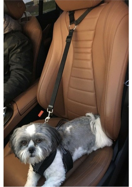 Ankaflex Köpek Tasması Araç Oto Koltuk Başlığına Sabitlenen Kedi Köpek Tasması Emniyetli Siyah
