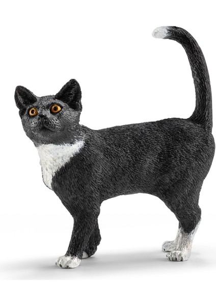 Ayakta Kedi 13770