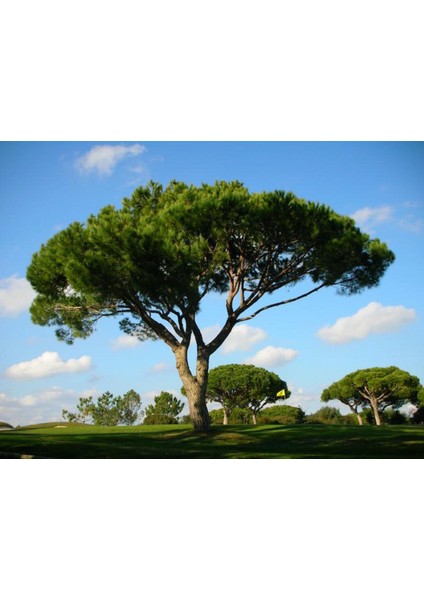 Fıstık Çamı Fidanı 5'li Pinus Pinea