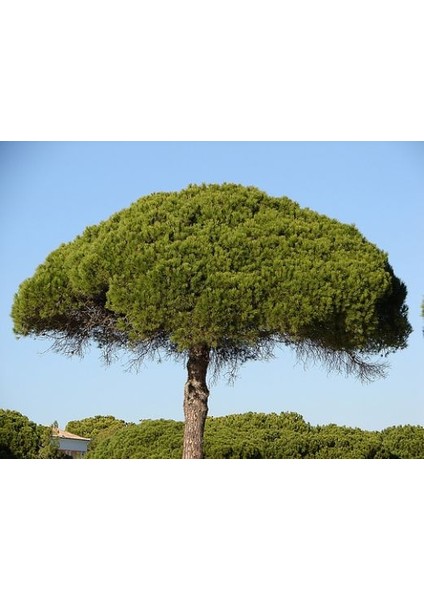 Fıstık Çamı Fidanı 5'li Pinus Pinea fiyatları