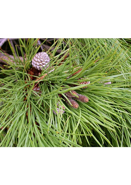 Fıstık Çamı Fidanı 5'li Pinus Pinea modelleri