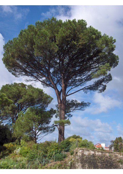 Fıstık Çamı Fidanı 5'li Pinus Pinea indirimleri