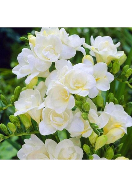 5 Adet Beyaz Renkli Mis Kokulu Frezya