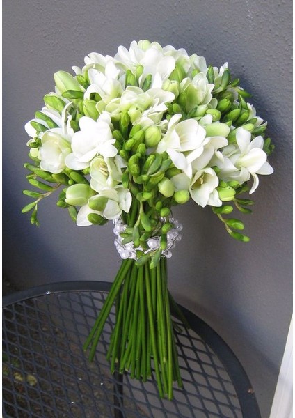 5 Adet Beyaz Renkli Mis Kokulu Frezya fiyatları