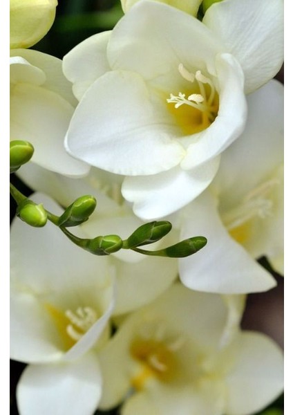 5 Adet Beyaz Renkli Mis Kokulu Frezya modelleri