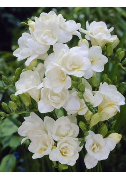 5 Adet Beyaz Renkli Mis Kokulu Frezya fırsatları