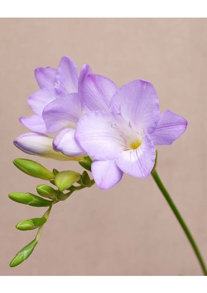 5 Adet Eflatun Mis Kokulu Frezya Soğanı