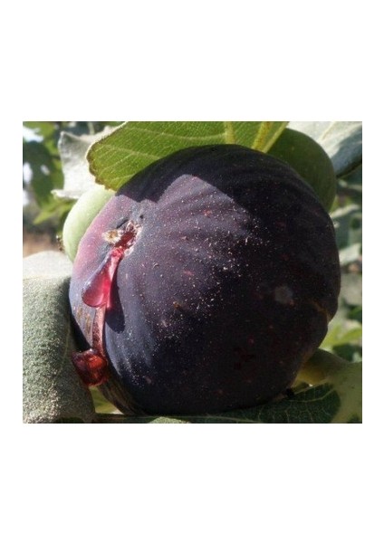 Dürdane ( Siyah ) Bursa ( Yediveren ) Incir Fidanı Tüplüdür 50 60 C Boy