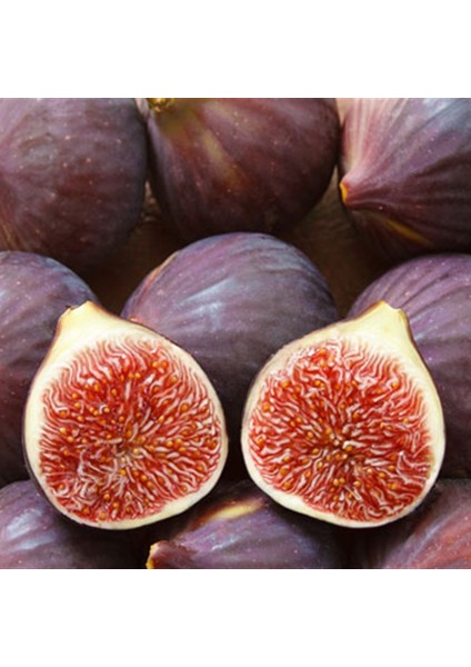 Morgüz Incir Fidanı Tüplüdür 50 60 cm Boy