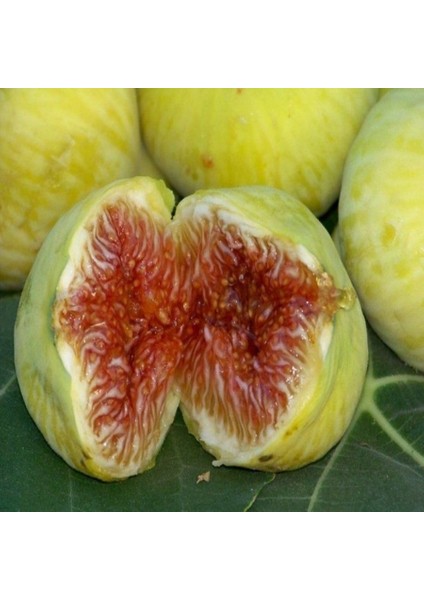 Beyaz Incir Fidanı Tüplüdür 50 60 cm Boy