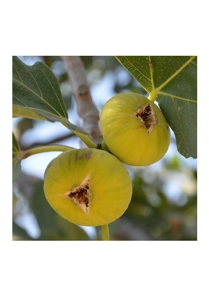 Incir Fidanı ( Bardacık ) Tüplüdür 50 60 cm Boy