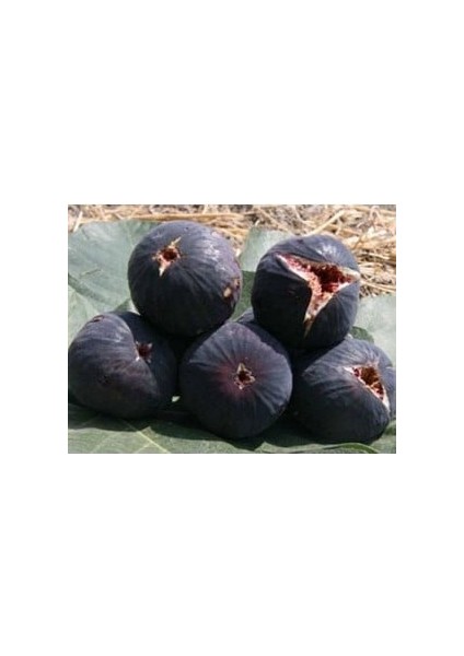 Incir Fidanı ( Siyah Orak ) ( Karadeniz Patlıcan Inciri ) Tüplüdür 50 60 cm Boy