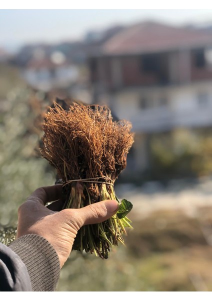 20 Adet ( Albıon Yediveren ) Çilek Fidanı Açık Kök Firigo' Lu