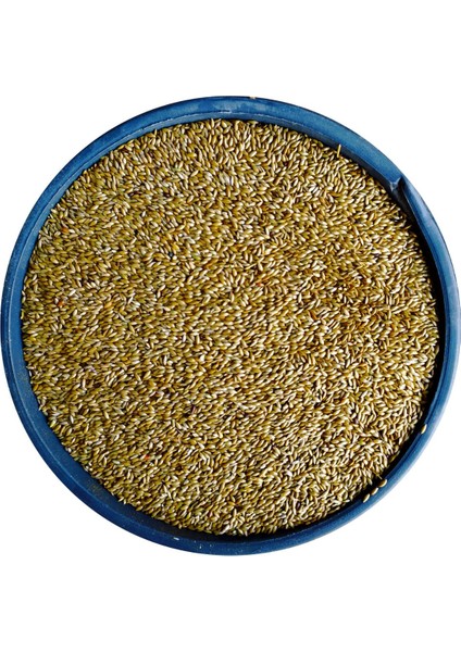 Aspur Sade Kanarya Yemi - 1 kg