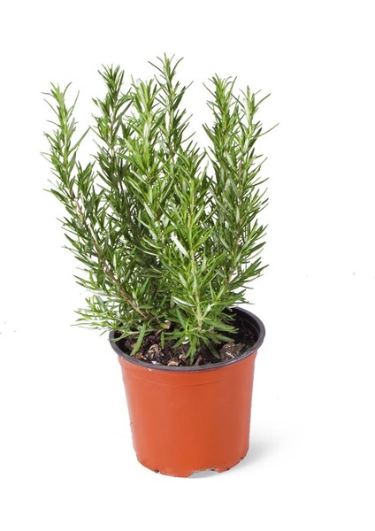 Rosmarinus Officinalis | Biberiye 15CM Ø - Yeşil Bitki