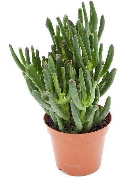 Crassula Hobbit 5,5cm Ø - Sukulent