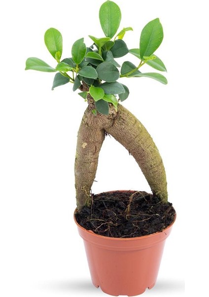 Ficus Ginseng | Adam Ağaç 7cm Ø - Bonsai