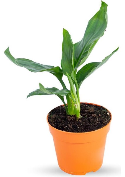 Strelitzia Reginae | Cennet Kuşu 13CM Ø Boy: 35 - Yeşil Bitki