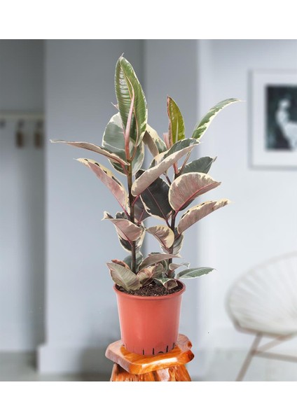 Ficus Elastica Belize 2 Gövde | Kauçuk Ağacı 19CM Ø - Yeşil Bitki