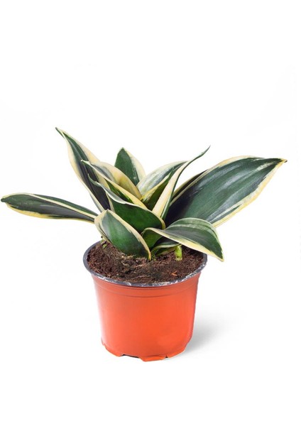 Sansevieria Lotus Hahnii 10,5cm Ø - Yeşil Bitki