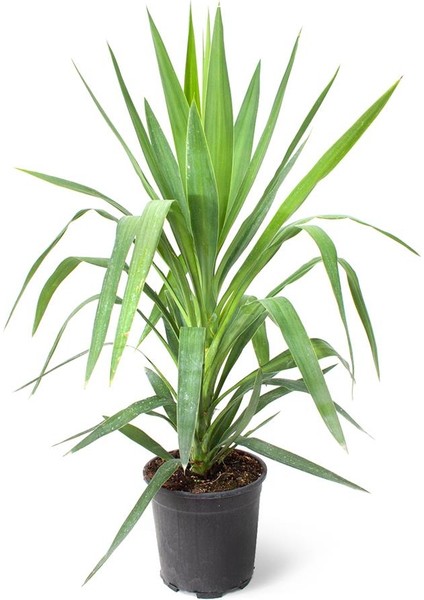 Çelik Yucca 21CM Ø - Yeşil Bitki