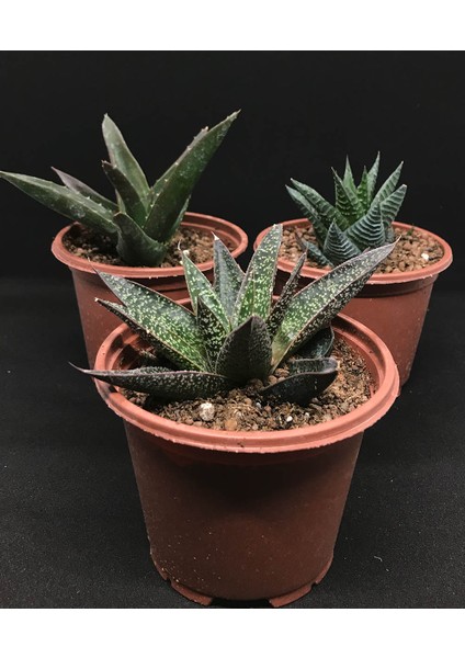 Sukulent Çeşitleri Haworthia Set (10 cm Saksı)