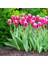 - Lale Soğanı Tulipa Gesneriana (Pembe Beyaz) 5 Adet 1
