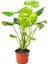 Monstera Deliciosa - Deve Tabanı – 75 cm 1