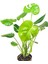 Monstera Deliciosa - Deve Tabanı – 75 cm 2
