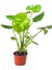 Monstera Deliciosa - Deve Tabanı – 75 cm 3