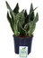 Paşa Kılıcı, Saksıda, Peygamber Kılıcı, Paşa Kılıcı Sansevieria Trifasciata 30-40 cm 1