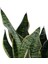 Paşa Kılıcı, Saksıda, Peygamber Kılıcı, Paşa Kılıcı Sansevieria Trifasciata 30-40 cm 2