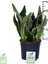 Paşa Kılıcı, Saksıda, Peygamber Kılıcı, Paşa Kılıcı Sansevieria Trifasciata 30-40 cm 3