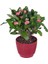Dikenler Tacı (Euphorbia Milii) 1