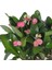 Dikenler Tacı (Euphorbia Milii) 2