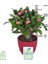 Dikenler Tacı (Euphorbia Milii) 3