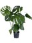 Deve Tabanı - Monstera Deliciosa - Bitki Boyu 65-70 cm 1