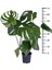 Deve Tabanı - Monstera Deliciosa - Bitki Boyu 65-70 cm 2