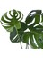Deve Tabanı - Monstera Deliciosa - Bitki Boyu 65-70 cm 3