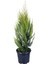 Limon Çamı - Limoni Servi (Cupressus Macrocarpa) (70-80 Cm) 1