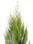 Limon Çamı - Limoni Servi (Cupressus Macrocarpa) (70-80 Cm) 2